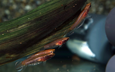 Parosphromenus Ornaticauda Abri sous roche